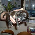 honden foto Dit is mijn puppy Shady, ze is hier nog maar een week oud en eind april komt ze mijn kant op!