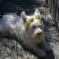 honden foto 