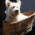 honden foto 