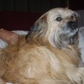 honden foto Patrasch 
