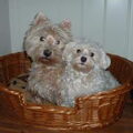honden foto 