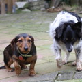 honden foto Samen lopen haha