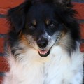 honden foto Andor