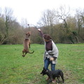 honden foto 