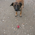 honden foto 