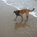 honden foto 