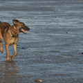 honden foto 
