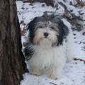 honden foto Peewee 8 maanden oud