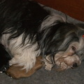 honden foto Peewee is net moeder geworden pups 14 dagen oud