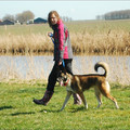 honden foto aan het trainen 19 mrt 2011