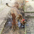 honden foto lekker vies