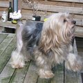 honden foto Eens een ander modelletje, Lotje ook in leeuwtoilet.