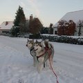 honden foto Hier ons mama en papa in de sneeuw