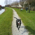 honden foto 