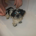 honden foto little ratje