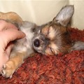 honden foto zzzzzzzzzzzzzzzzzzzz