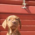 honden foto Helóóó ik ben CSOKI (Hongaars voor 