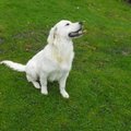 honden foto 