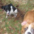 honden foto samen proberen op de foto te gaan