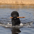 honden foto 