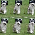 honden foto Mult.Champion Shida Idol's Eye