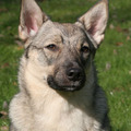 honden foto 
