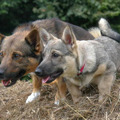 honden foto 