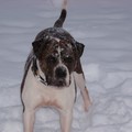 honden foto Tessa on ice 