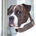 honden foto 