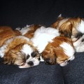 honden foto shih tzu met stamboom nog 2 reutjes aanwezig