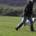 honden foto 