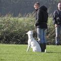 honden foto 