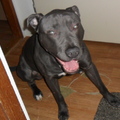 honden foto 9.5 maanden oud