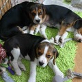 honden foto 