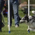 honden foto 
