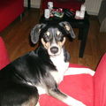 honden foto kleine man (flynn)