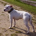 honden foto 