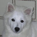 honden foto 