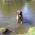 honden foto 