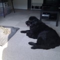 honden foto Net thuis!