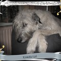 honden foto KBY