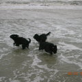 honden foto DE plek...het strand