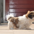 honden foto Mijn nieuwe tuin en speelplaats