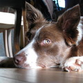 honden foto Hyacinth een logeer hondje