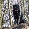 honden foto Goliath als bergbeklimmer