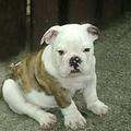 honden foto Fabio 13 weken 
