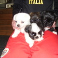 honden foto ik heb nog 3 puppies van de vijf te koop
a €250,- ze zijn ontwormd ingeend en er is een paspoort bij
