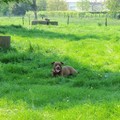 honden foto 