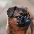 honden foto Petit Brabancon Skip