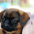 honden foto Petit Brabancon Skip